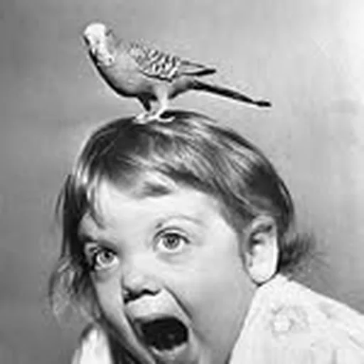 @birdycantfly profile image