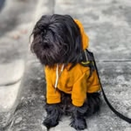 @chipthegriff profile image