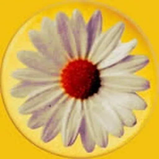 @daisychainfields profile image