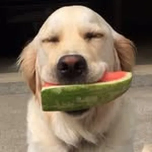 @dog_feelingsig profile image