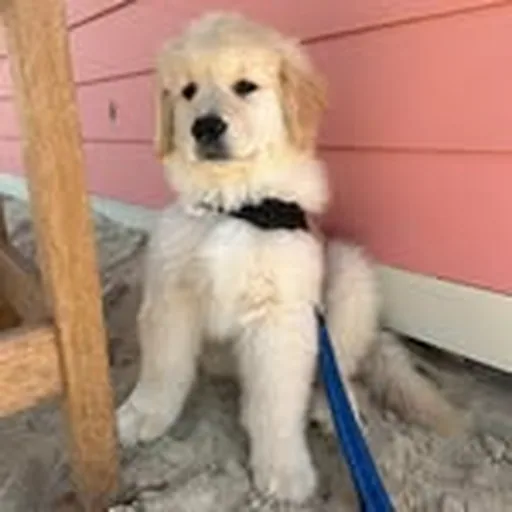 @dukethegolden profile image
