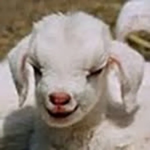 @joshwilkz profile image