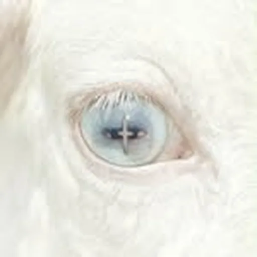 @kooza_vids profile image