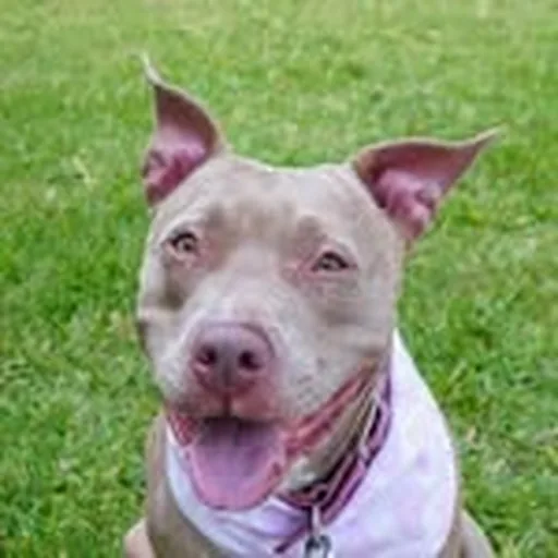 @mayalapitbull profile image