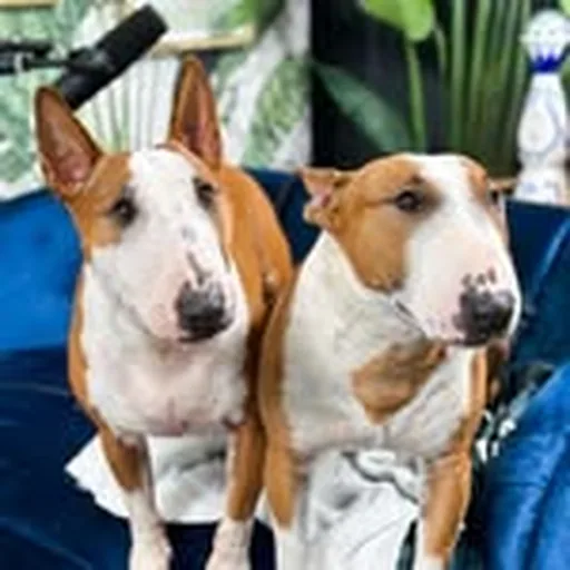 @moosetheminibully profile image