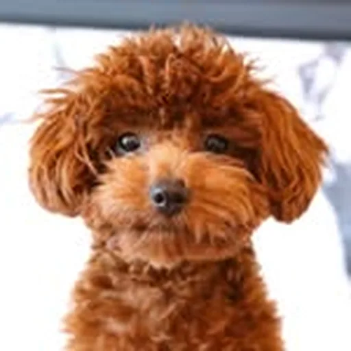 @oliversprinkles profile image