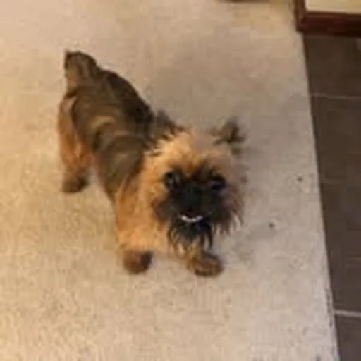 @pinkythegriff profile image