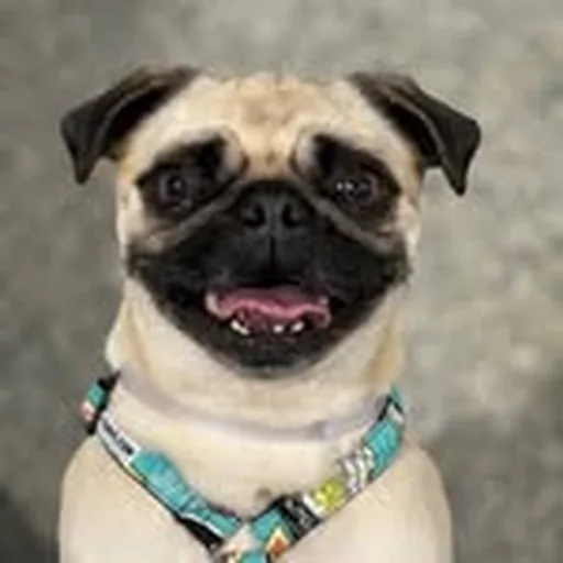 @pugnationla profile image