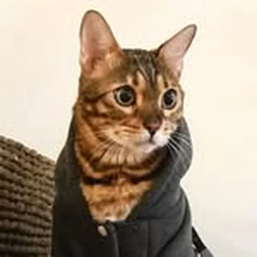 @ramonnadamas profile image