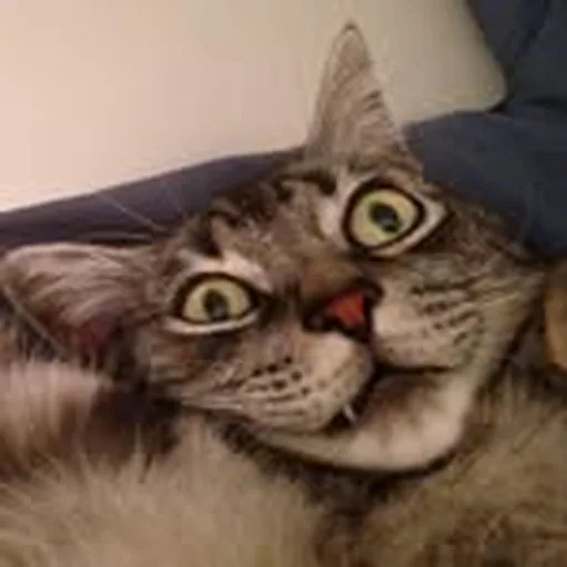 @tappo_cat profile image