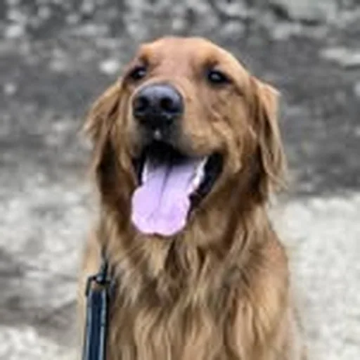 @theeastdog profile image