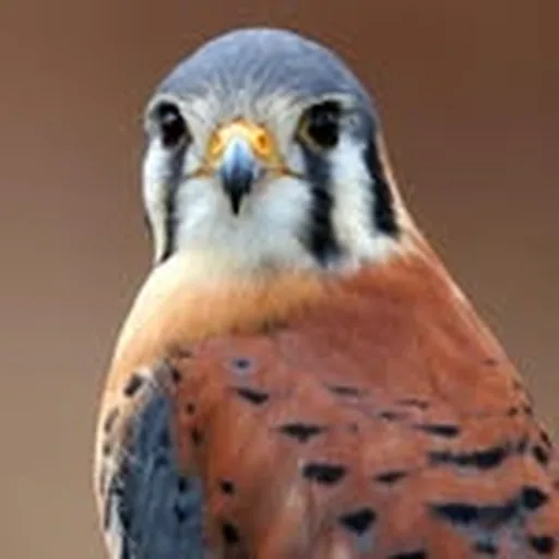 @theraptortrust profile image