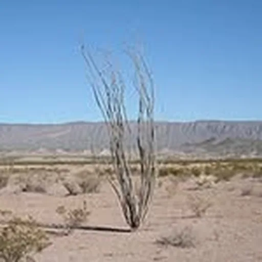 @trans.pecos profile image